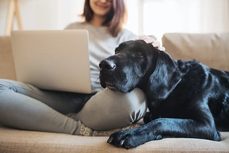 Pet-Friendly Amenities That Can Help Attract Owners in Austin